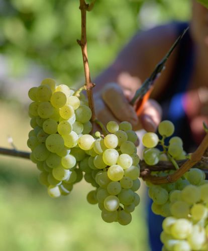 klausen-wein-17-rene_gruber