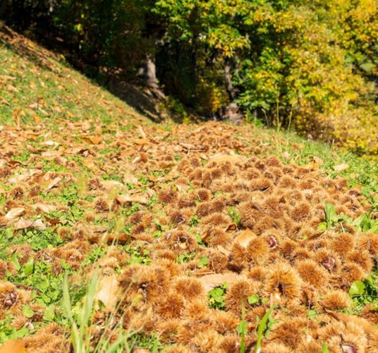 Chestnuts