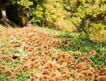 klausen-herbst-kastanie-keschtnweg_rene-gruber