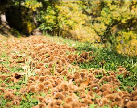klausen-herbst-kastanie-keschtnweg_rene-gruber