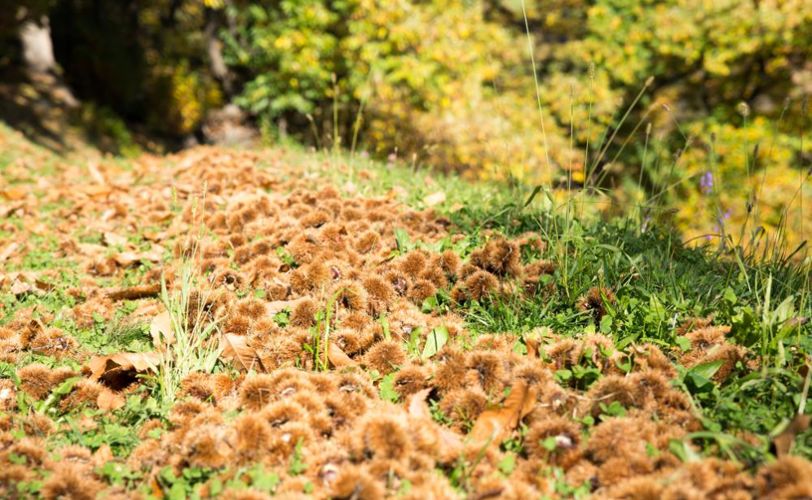 klausen-herbst-kastanie-keschtnweg_rene-gruber