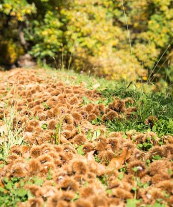 klausen-herbst-kastanie-keschtnweg_rene-gruber