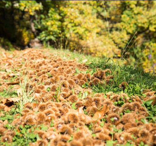 klausen-herbst-kastanie-keschtnweg_rene-gruber