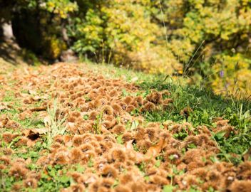 klausen-herbst-kastanie-keschtnweg_rene-gruber