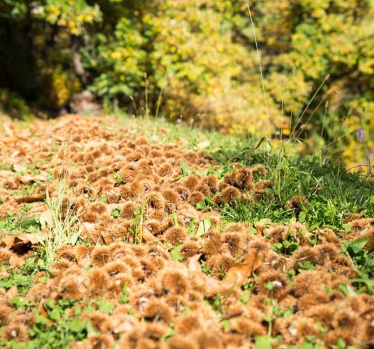 klausen-herbst-kastanie-keschtnweg_rene-gruber