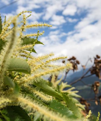 A blooming chestnut tree