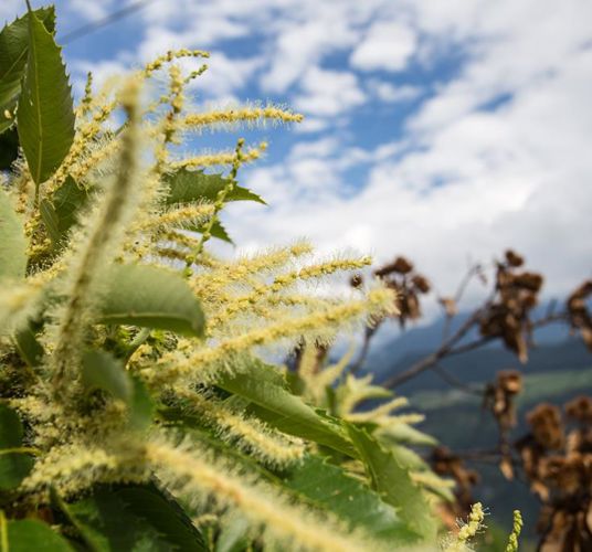 A blooming chestnut tree