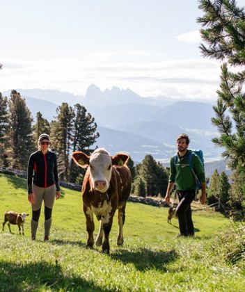 Two hikers encounter some cows