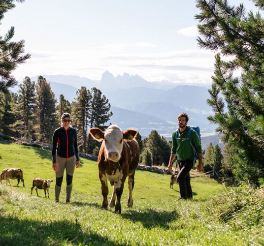 Zwei Wanderer treffen auf Kühe