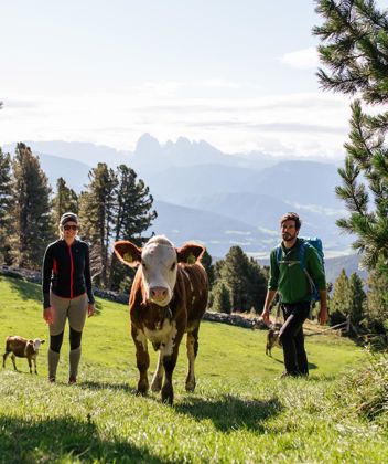 Two hikers encounter some cows