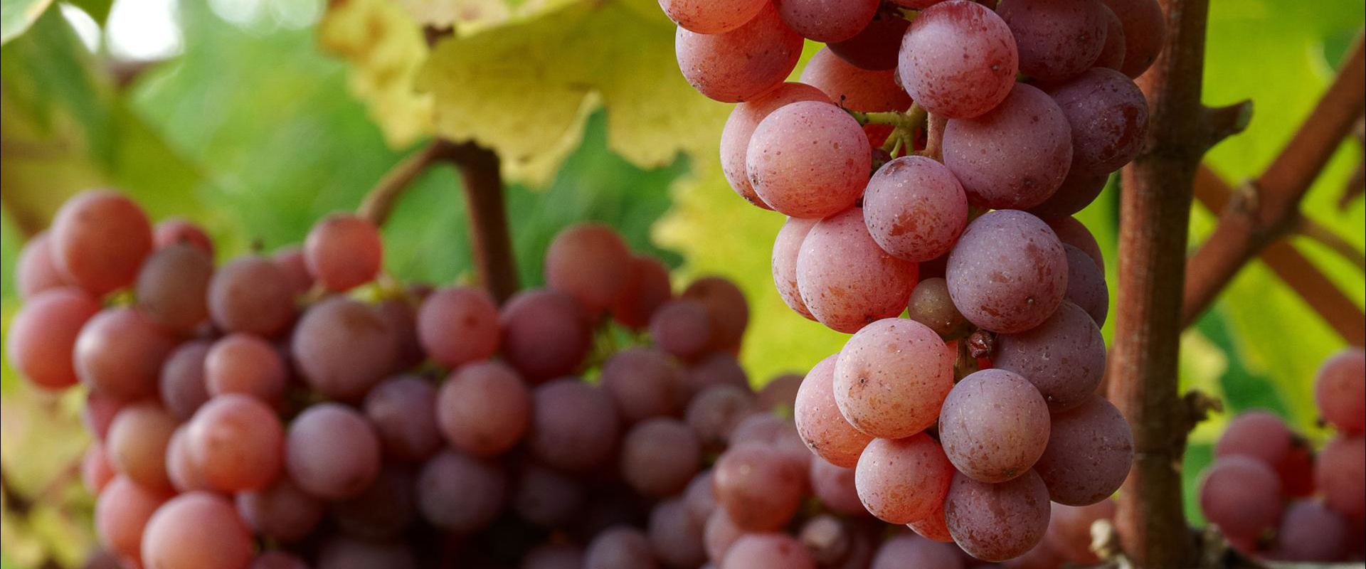 Gewürztraminer grapes